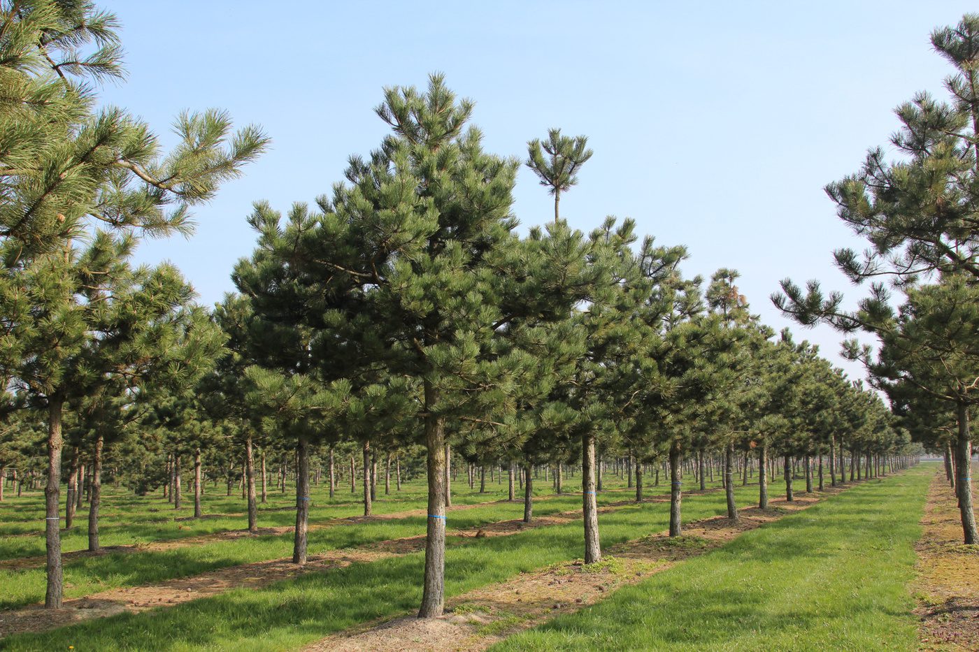 Semi-Mature Tree Supply