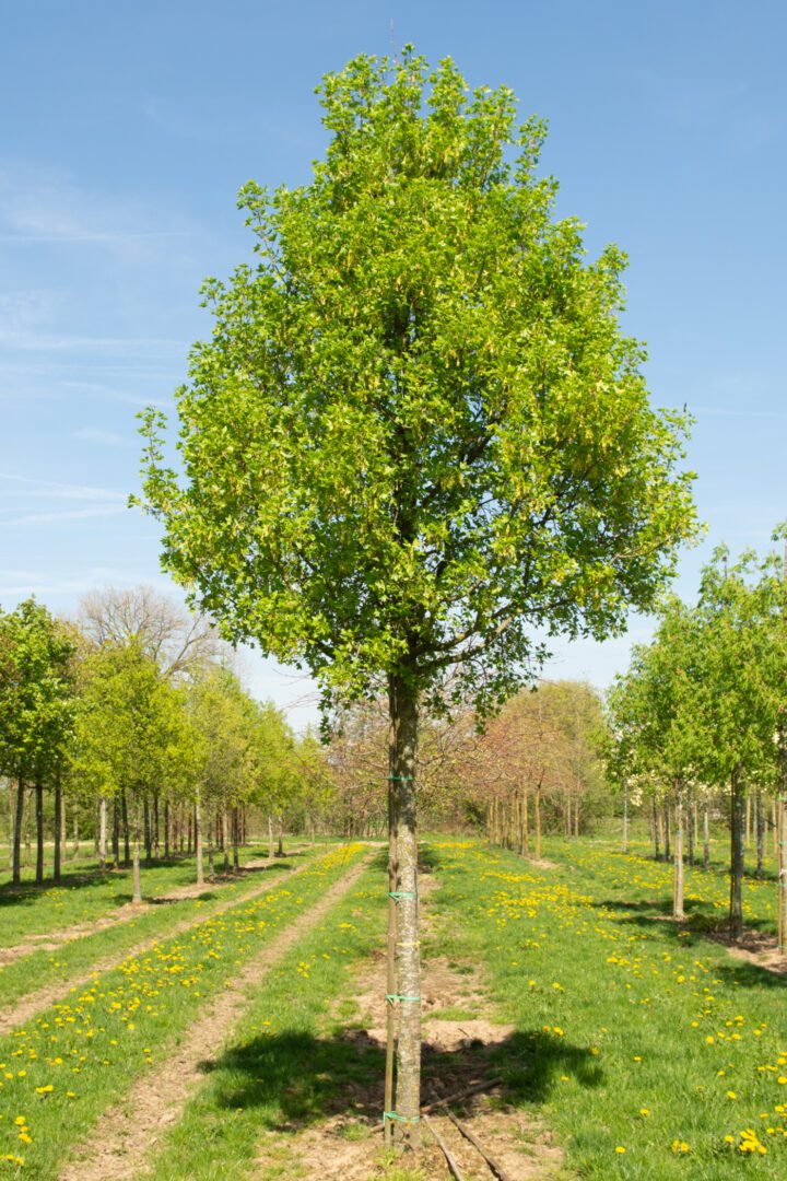 Semi-Mature Tree Supply