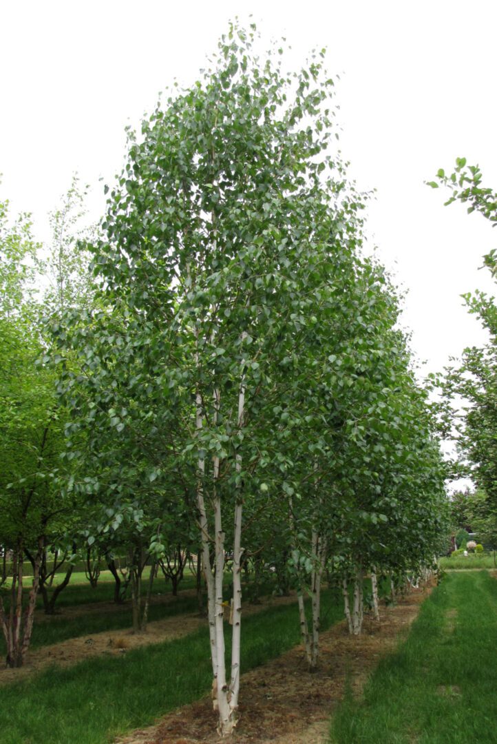 Semi-Mature Tree Supply