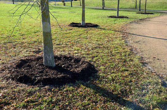 Mulch around tree base