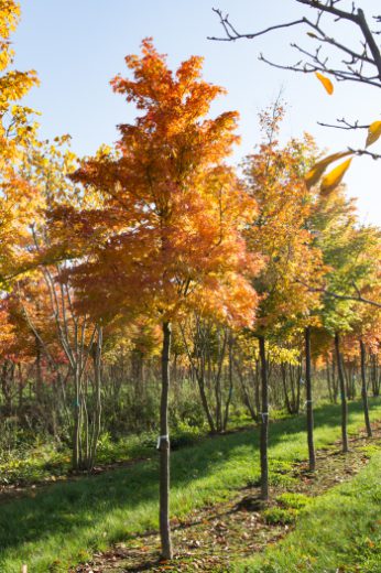 Acer palmatum | Japanese Maple