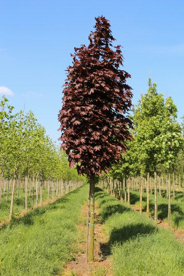 Acer platanoides 'Crimson King' | Crimson Norway Maple