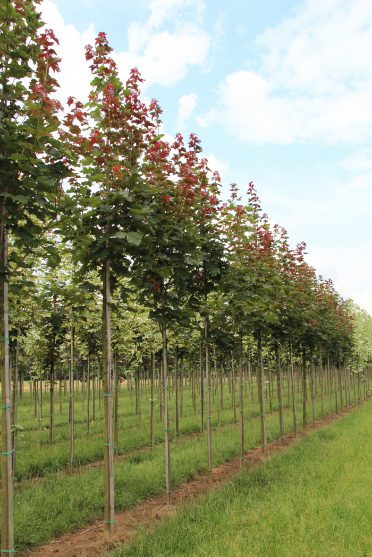 Acer platanoides 'Deborah' - Norway Maple Deborah