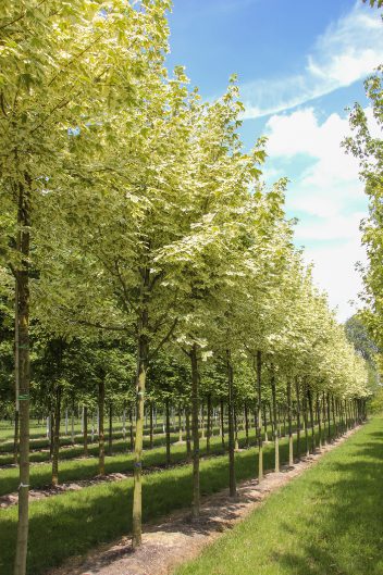 Acer platanoides 'Drummondii' | Variegated Norway Maple | Drummonds Maple