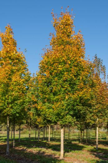 Acer platanoides 'Emerald Queen' | Emerald Queen Norway Maple