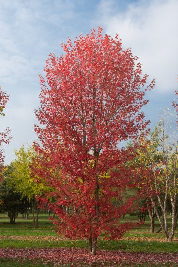 Acer x freemanii 'Autumn Blaze' | Freeman Maple