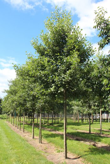 Alnus glutinosa | Common Alder