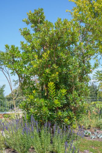 Arbutus unedo | Strawberry Tree