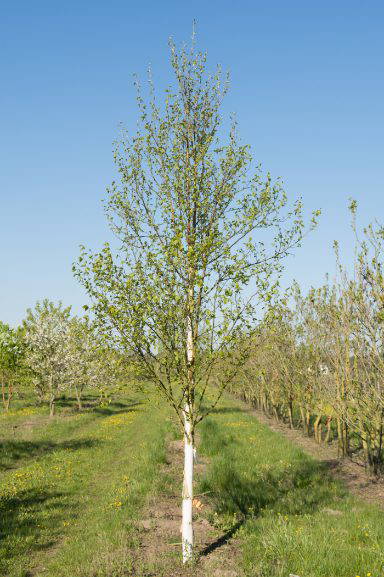 Betula Albosinensis Fascination Chinese Red Birch Nature First