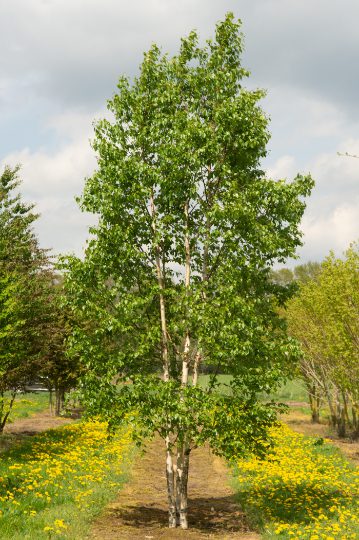 Betula albosinensis 'Fascination' | Chinese Red Birch