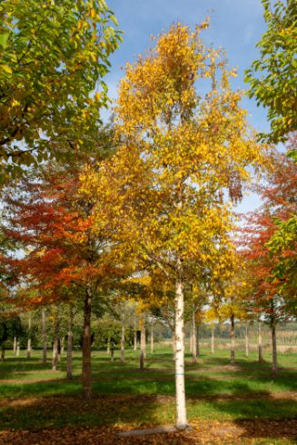 Betula ermanii | Erman's Birch | Golden Birch