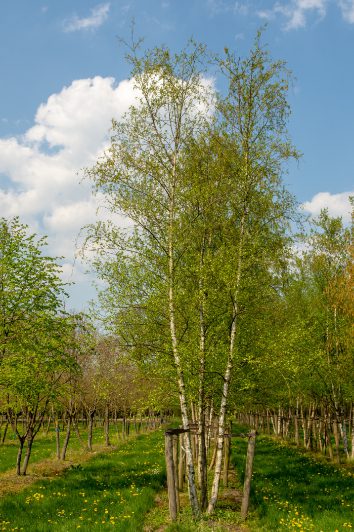 Betula pubescens | Downy Birch | White Birch