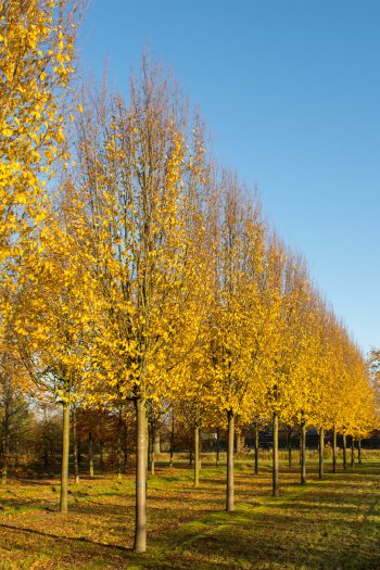 Carpinus betulus 'Fastigiata' | Upright Hornbeam