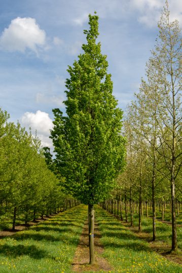 Carpinus betulus 'Frans Fontaine' | Upright Hornbeam