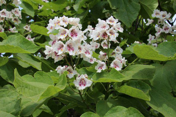 25 Southern Catalpa Tree Seeds – Catalpa Bignonioides – Cigar Tree, Indian Bean Tree – Homegrown In Texas