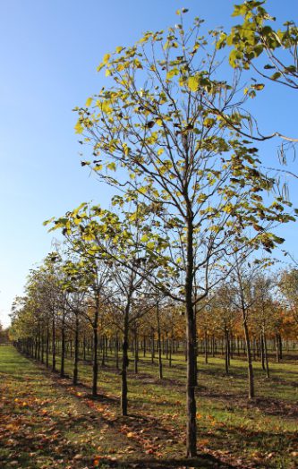 Catalpa bignonioides | Indian Bean Tree | Southern Catalpa