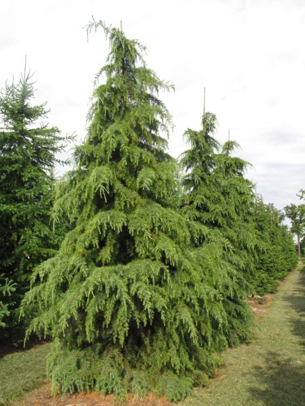 Cedrus deodara | Deodar Cedar