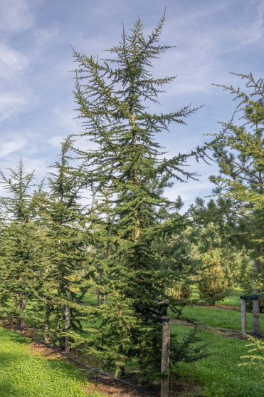 Cedrus libani | Cedar of Lebanon