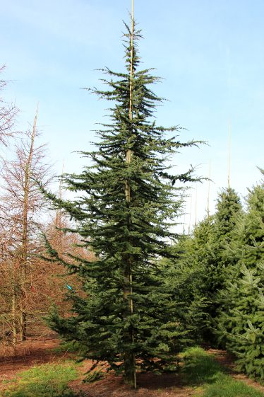 Cedrus atlantica  'Glauca' | Blue Atlas Cedar