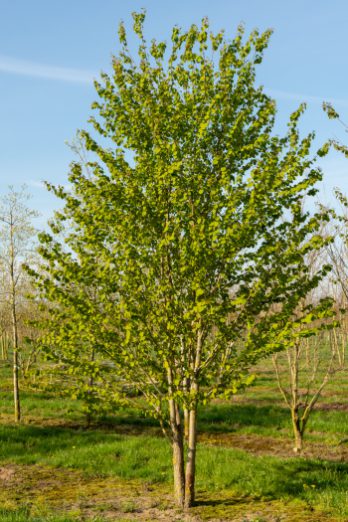 Cercidiphyllum japonicum | Katsura Tree