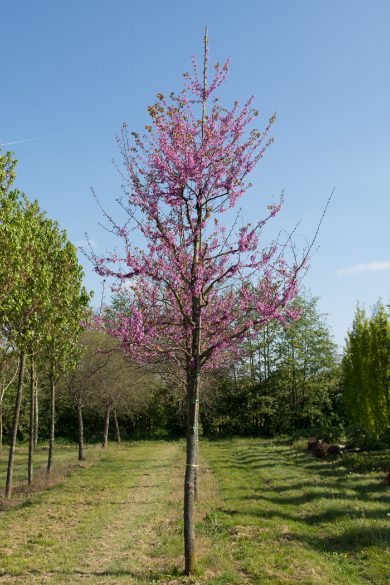 Cercis siliquastrum | Judas Tree