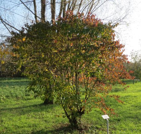 Cornus sanguinea  | Common Dogwood