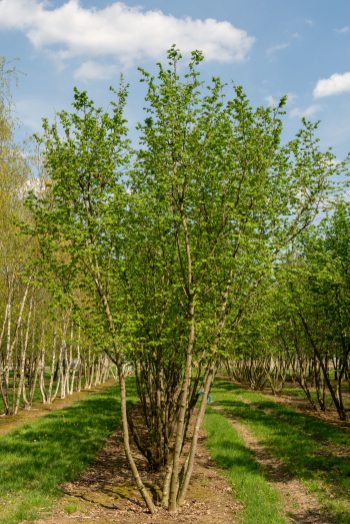 Corylus avellana | Common Hazel