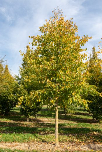 Corylus colurna | Turkish Hazel