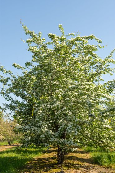 Crataegus monogyna | Common Hawthorn | May Tree