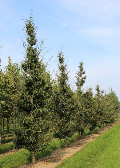 Fagus sylvatica 'Asplenifolia' | Cut-leaf Beech | Fern-leaf Beech