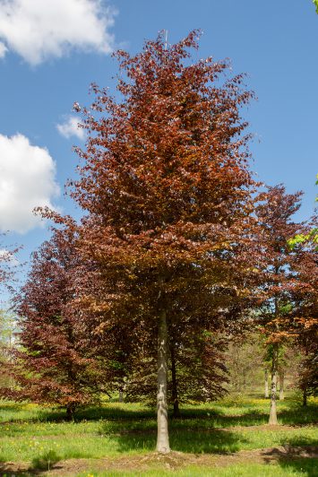 Fagus sylvatica 'Purpurea'  |  Purple Beech