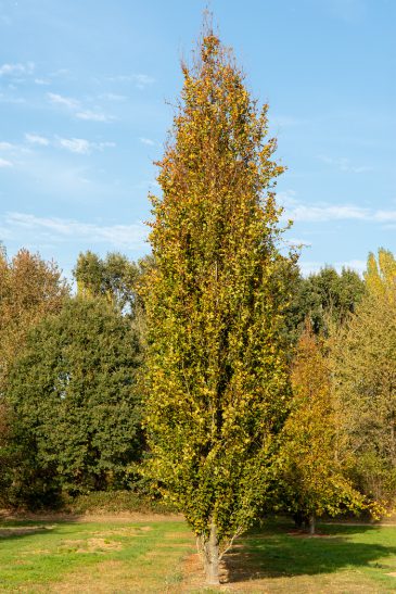 Fagus sylvatica 'Dawyck' | Fastigiate Beech