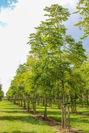 Gymocladus dioica | Kentucky Coffee Tree