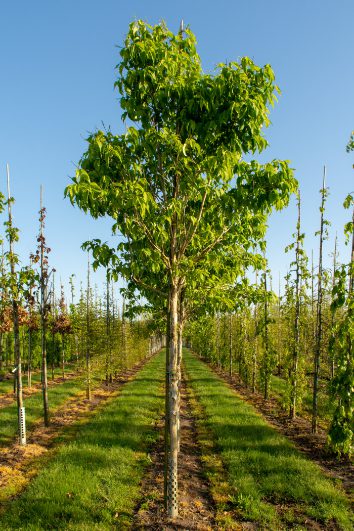 Heptacodium miconiodes | Seven-sons Tree