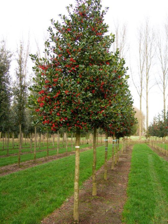 Ilex 'Nellie R Stevens'  | Holly Nellie R Stevens