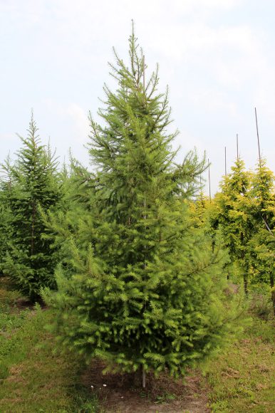 Larix decidua | European Larch