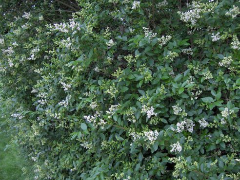 Ligustrum ovalifolium | Privet