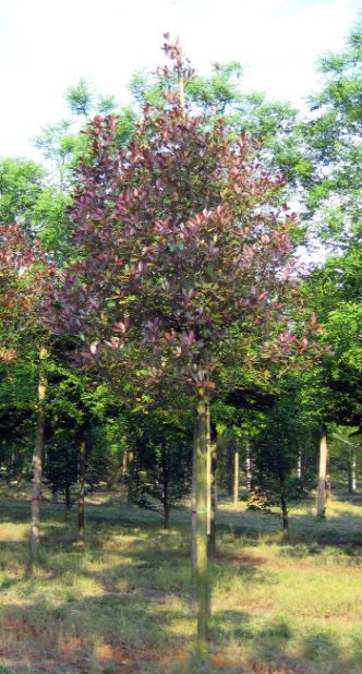 Photinia x fraseri 'Red Robin' | Christmas Berry