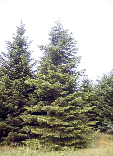 Picea abies | Norway Spruce