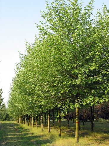 Platanus orientalis 'Digitata' | Oriental Plane