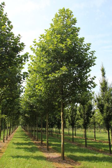 Platanus x hispanica | London Plane