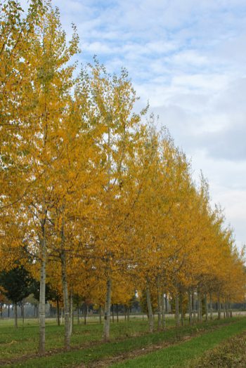 Populus alba | White Poplar