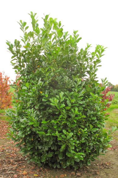 Prunus laurocerasus | Cherry Laurel | Common Laurel