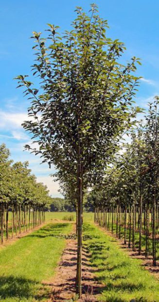 Prunus padus | Bird Cherry