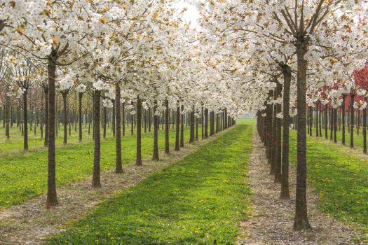 Prunus 'Tai-Haku' | Great White Cherry