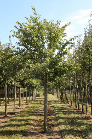 Prunus subhirtella 'Autumnalis' | Winter Flowering Cherry