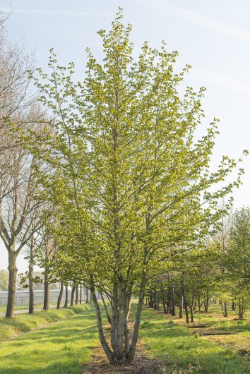 Pterocarya fraxinifolia | Caucasian Wingnut or Walnut Tree