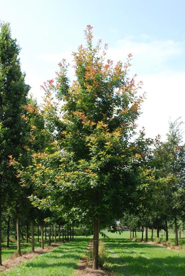 Quercus rubra | Red Oak