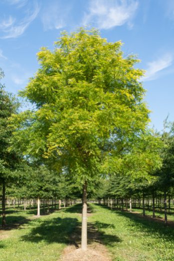 Sophora japonica | Styphnolobium japonicum | Japanese Pagoda Tree