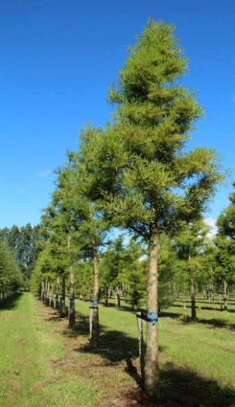 Taxodium distichum | Swamp Cypress